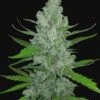 Sour Diesel Auto - 5-pack - Feminised - Fast Buds Seeds -Uitgelichte Plantenzaadwinkel original auto sour diesel 4