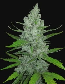 Sour Diesel Auto - 5-pack - Feminised - Fast Buds Seeds