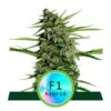 Orion F1 Auto - 3-pack - Feminised - Royal Queen Seeds