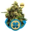 Painkiller XL - Feminised - Royal Queen Seeds -Uitgelichte Plantenzaadwinkel painkiller xl
