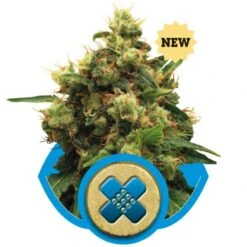 Painkiller XL - Feminised - Royal Queen Seeds