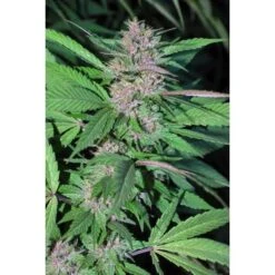 Pakistan Chitral Kush - 5PACK - Feminised - Cannabiogen