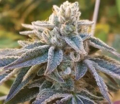 Pamelina - 12PACK - Regular - Rare Dankness