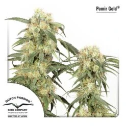 Pamir Gold - Feminised - Dutch Passion