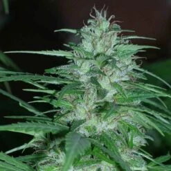 Panama - 5-pack - Feminised - ACE Seeds