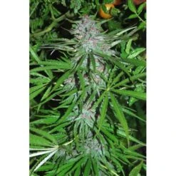 Panama DC - 5PACK - Feminised - Cannabiogen