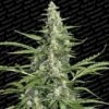 Pandora - Feminised - Paradise Seeds -Uitgelichte Plantenzaadwinkel pandora