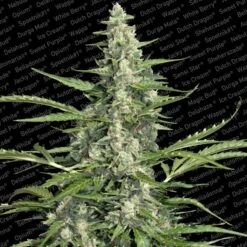 Pandora - Feminised - Paradise Seeds