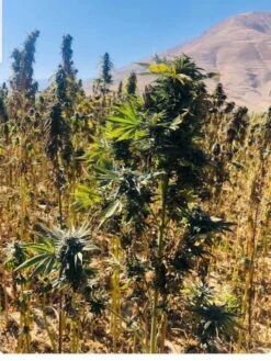 Panjsher Hindu Kush - 15-pack - Regular - Baaba Qo