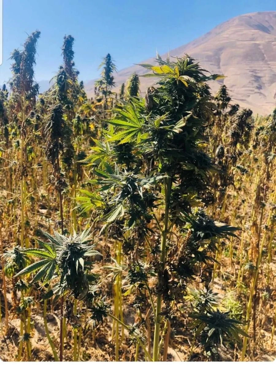 Panjsher Hindu Kush - 15-pack - Regular - Baaba Qo 3 Panjsher Hindu Kush - 15-pack - Regular - Baaba Qo