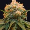 Papaya Bx1 - 5-pack - Feminised - Grateful Seeds