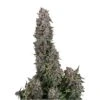 Papaya Pie Auto - 5-pack - Feminised - Hypno Seeds -Uitgelichte Plantenzaadwinkel papaya pie 1