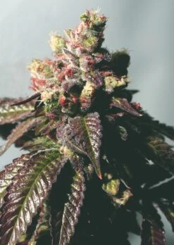 Passion Berry (Gold Line) - 6PACK - Feminised - Cali Connection