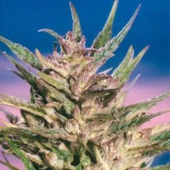 Passion #1 - Regular - Dutch Passion