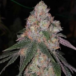 Patrón - 6-pack - Feminised - The Plug Seeds