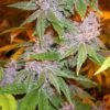 Pakistan Chitral Kush - 5-pack - Feminised - ACE Seeds -Uitgelichte Plantenzaadwinkel pck17 1