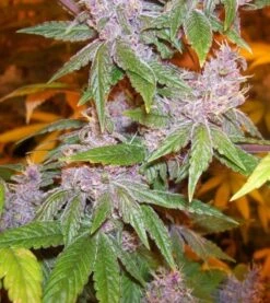 Pakistan Chitral Kush - 5-pack - Feminised - ACE Seeds