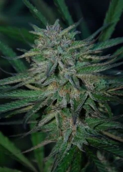 Mango Peyote - 5PACK - Feminised - Cannabiogen