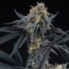 Peach Sherbert OG - 6-pack - Feminised - Perfect Tree -Uitgelichte Plantenzaadwinkel peach sherbert og cannabis seeds perfect tree