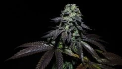 Peanut Butter Cookies - 5-pack - Feminised - Pure Instinto Seeds -Uitgelichte Plantenzaadwinkel peanut butter cookies 16 1
