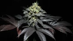 Peanut Butter Cookies - 5-pack - Feminised - Pure Instinto Seeds -Uitgelichte Plantenzaadwinkel peanut butter cookies 20