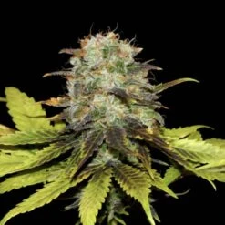 Persian Prince - 6-pack - Feminised - Khalifa Genetics