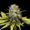 Persian Prince - 12-pack - Regular - Khalifa Genetics -Uitgelichte Plantenzaadwinkel persian prince khalifa genetics 1
