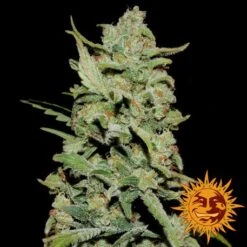 Peyote Critical - 5PACK - Feminised - Barney's Farm -Uitgelichte Plantenzaadwinkel peyote critical 1 253808