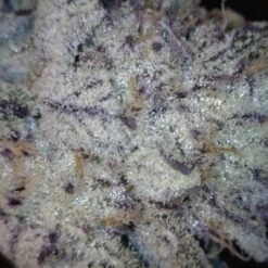 Peyote Purple - 5PACK - Feminised - Cannabiogen