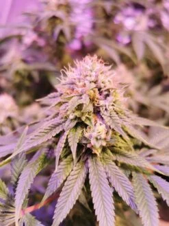 Banger Glue - 6-pack - Feminised - Little Chief Collabs -Uitgelichte Plantenzaadwinkel photo 16 01 2020 10 55 58 am