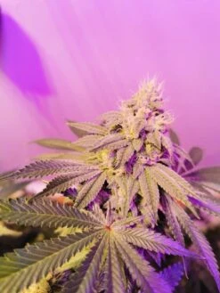 Banger Glue - 6-pack - Feminised - Little Chief Collabs -Uitgelichte Plantenzaadwinkel photo 16 01 2020 10 55 58 am 2