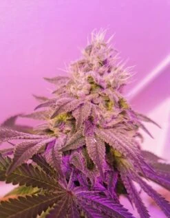 Banger Glue - 6-pack - Feminised - Little Chief Collabs -Uitgelichte Plantenzaadwinkel photo 16 01 2020 10 55 58 am 4