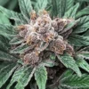 Pillow Talk - 6-pack - Feminised - Mosca Seeds -Uitgelichte Plantenzaadwinkel pillow talk feminized cannabis seeds