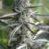 Pineapple Chem Auto - 5-pack - Feminised - Humboldt Seeds -Uitgelichte Plantenzaadwinkel pineapple chem auto humboldt seeds