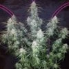 Pineapple Express Auto - 5-pack - Feminised - Fast Buds Seeds