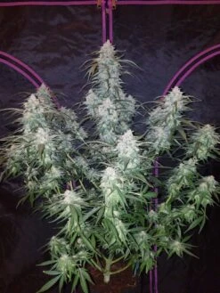 Pineapple Express Auto - 5-pack - Feminised - Fast Buds Seeds
