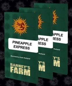 Pineapple Express - 5-pack - Feminised - Barney's Farm