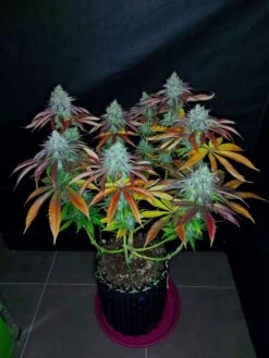 Pineapple Kush - Feminised - Amsterdam Genetics -Uitgelichte Plantenzaadwinkel pineapple kush