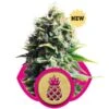 Pineapple Kush - Feminised - Royal Queen Seeds -Uitgelichte Plantenzaadwinkel pineapple kush feminized
