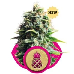 Pineapple Kush - Feminised - Royal Queen Seeds