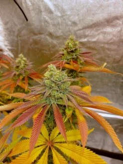 Pineapple Kush - Feminised - Amsterdam Genetics -Uitgelichte Plantenzaadwinkel pineapple kush top licht