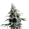 Pineapple Poison - 5-pack - Feminised - Super Sativa Seed Club -Uitgelichte Plantenzaadwinkel pineapple poison 1