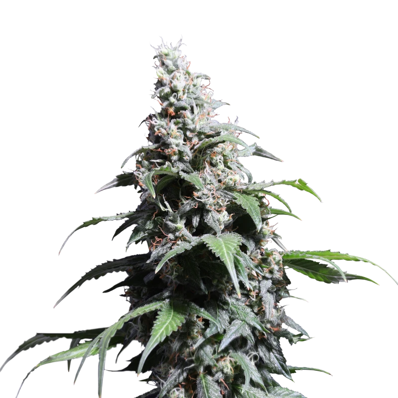 Pineapple Poison - 5-pack - Feminised - Super Sativa Seed Club 3 Pineapple Poison - 5-pack - Feminised - Super Sativa Seed Club
