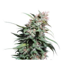 Pineapple Poison - 5-pack - Feminised - Super Sativa Seed Club 5 Pineapple Poison - 5-pack - Feminised - Super Sativa Seed Club -Uitgelichte Plantenzaadwinkel pineapple poison 1