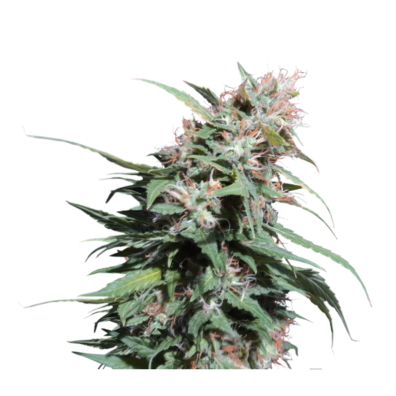 Pineapple Poison - 5-pack - Feminised - Super Sativa Seed Club 4 Pineapple Poison - 5-pack - Feminised - Super Sativa Seed Club - Afbeelding 2