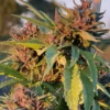 Pink Animal Crackers S1 - Feminised - Mosca Seeds 2 Pink Animal Crackers S1 - Feminised - Mosca Seeds -Uitgelichte Plantenzaadwinkel pink animal crackers feminized cannabis seeds
