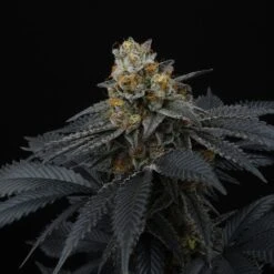 Pink Gasoline - 6-pack - Feminised - Perfect Tree -Uitgelichte Plantenzaadwinkel pink gasoline female cannabis seeds perfect tree