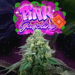Pink Gasoline - 6-pack - Feminised - Perfect Tree -Uitgelichte Plantenzaadwinkel pink gasoline weed seeds perfect tree seeds