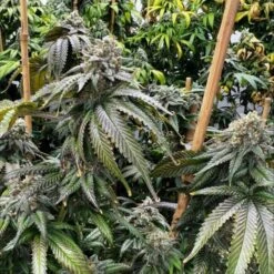 Planet Hulk S1 - 6-pack - Feminised - Mosca Seeds