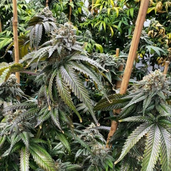 Planet Hulk S1 - 6-pack - Feminised - Mosca Seeds 3 Planet Hulk S1 - 6-pack - Feminised - Mosca Seeds